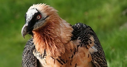 Junger Bartgeier bei der Auswilderung