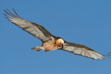 Aufnahme eines ausgewachsenen Bartgeiers im Calfeisental