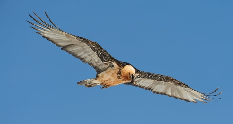 Aufnahme eines ausgewachsenen Bartgeiers im Calfeisental
