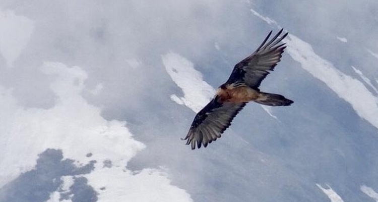 Bartgeier "Sardona" wurde wieder im Calfeisental gesichtet