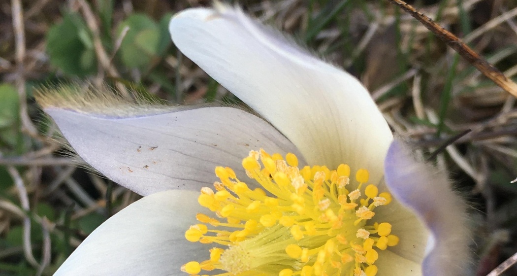 Sentiero Botanico Sassalbo