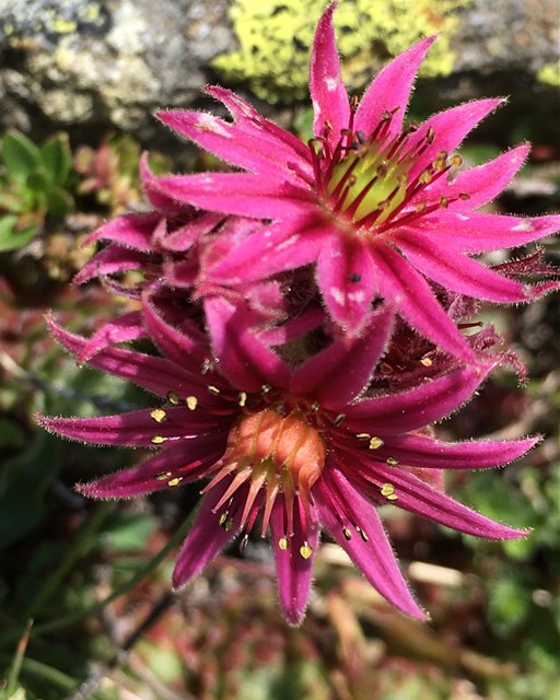 Sentiero Botanico Sassalbo
