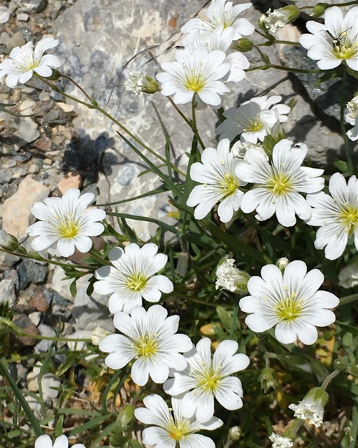 Sentiero Botanico Sassalbo