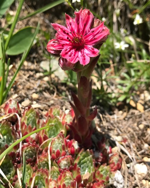 Sentiero Botanico Sassalbo