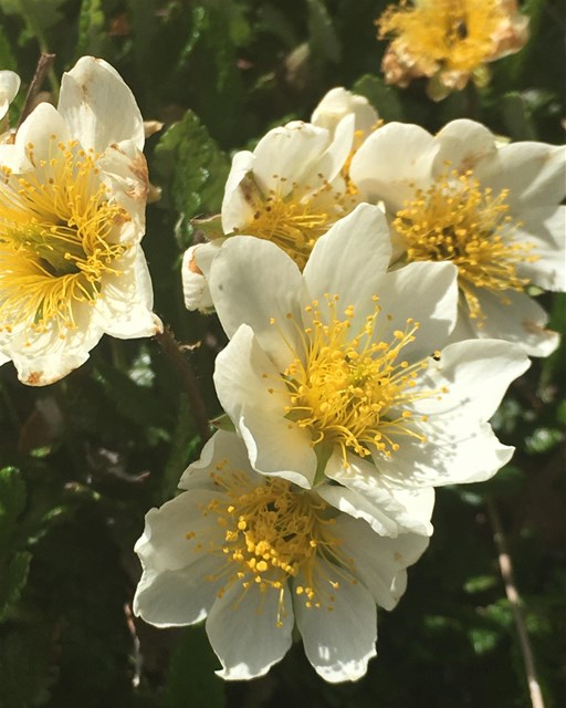Sentiero Botanico Sassalbo