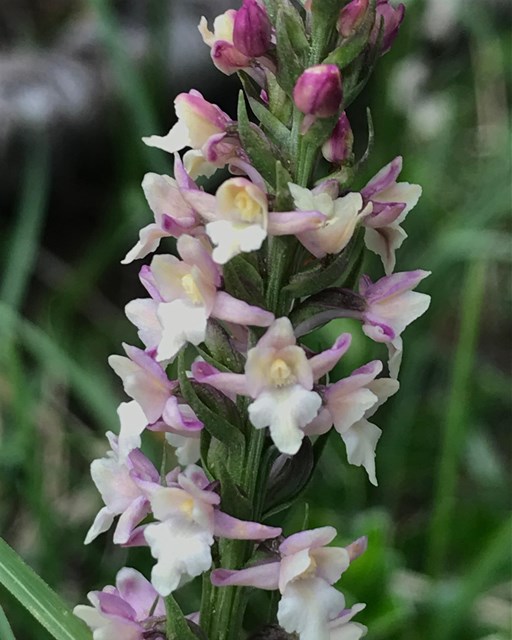 Sentiero Botanico Sassalbo