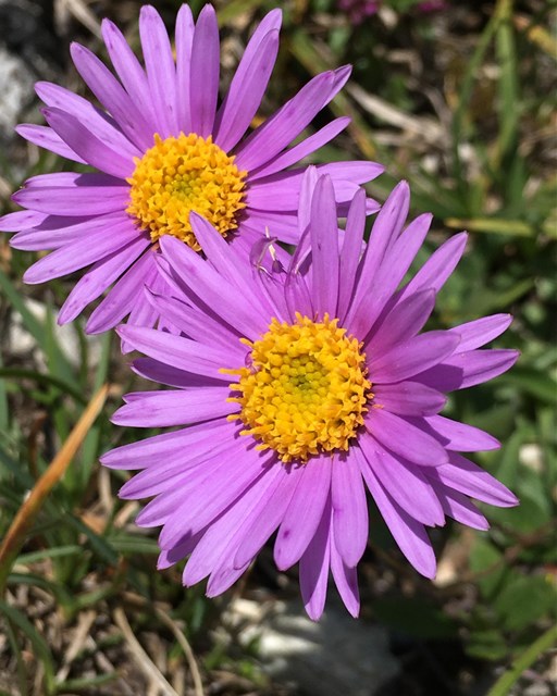 Sentiero Botanico Sassalbo