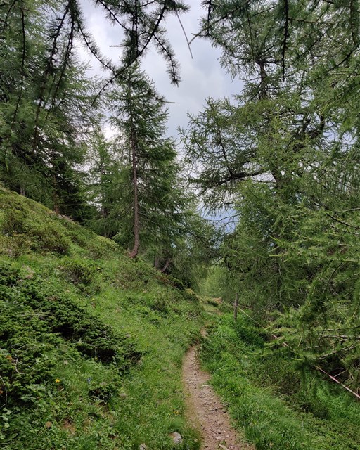 Sentiero Botanico Sassalbo