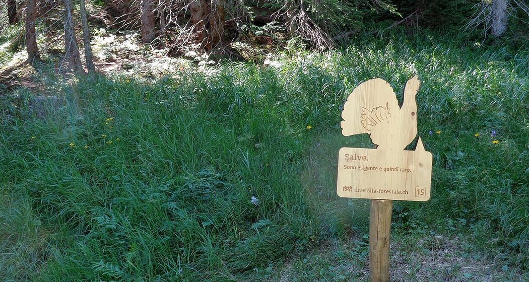 Sentiero “Diversità Forestale” – Un viaggio nella biodiversità alpina di San Bernardino (oua_615567628_image)