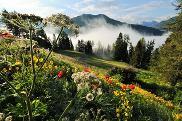 Die bunten Blumen des Alpinums spiegeln sich im Grün der umgebenden Natur.
