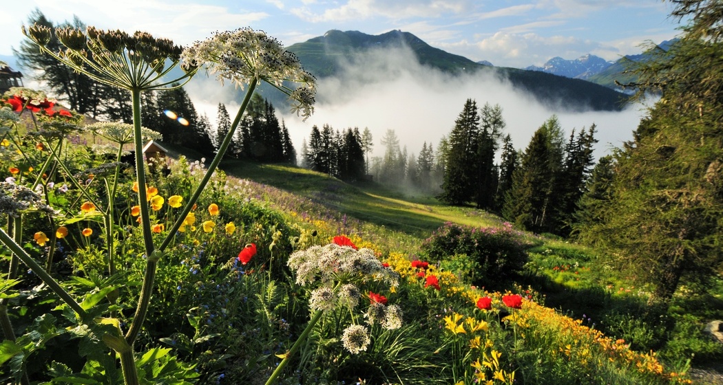 Die bunten Blumen des Alpinums spiegeln sich im Grün der umgebenden Natur.