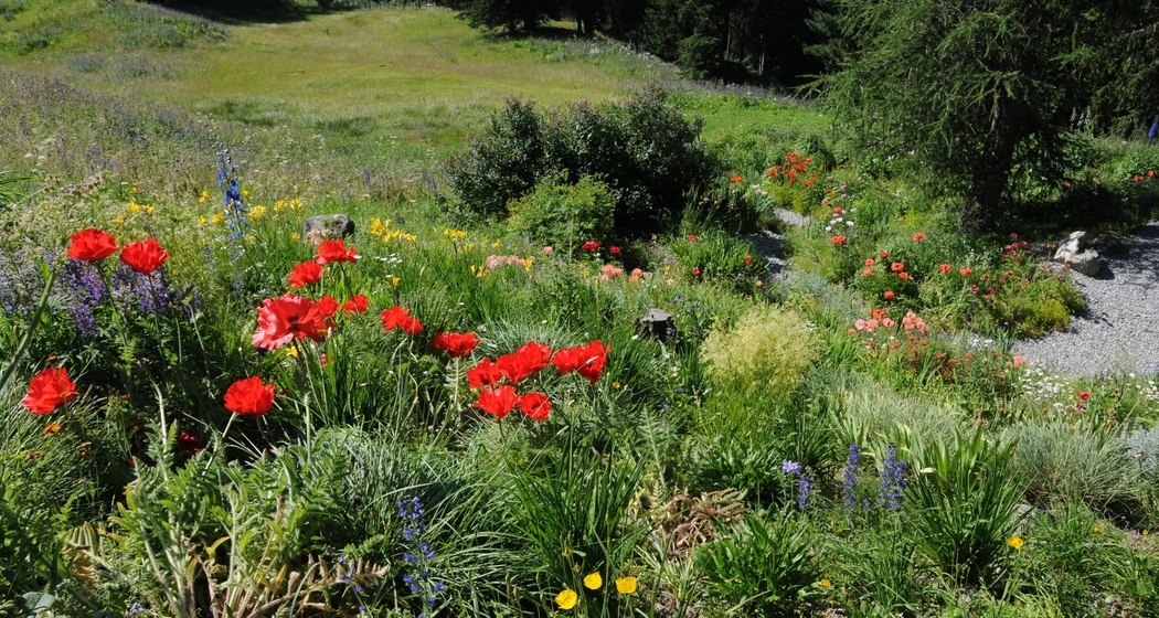 Alpinum Schatzalp (oua_617295715_image)