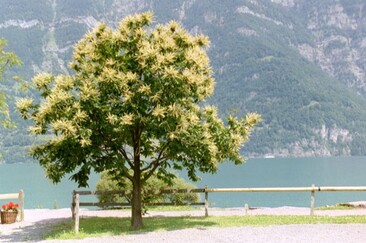 Naturpfad Kastaniendorf (oua_618878663_image)
