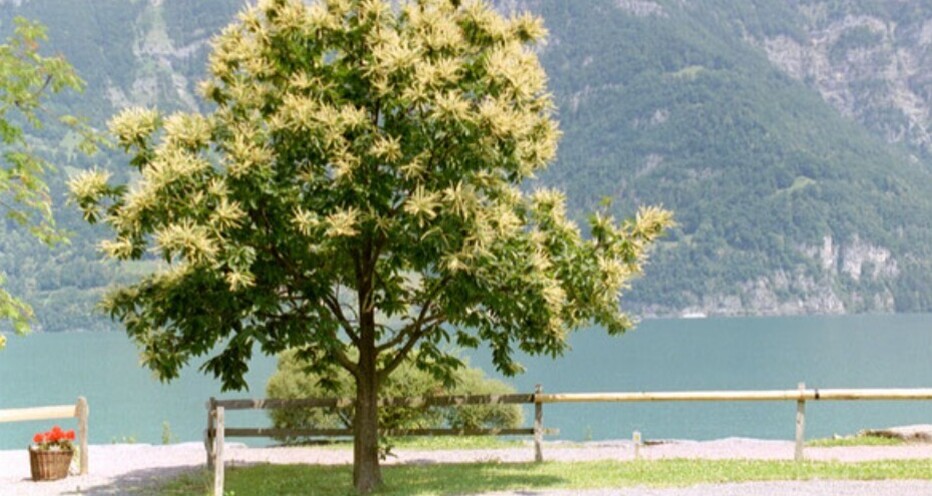 Naturpfad Kastaniendorf (oua_618878663_image)