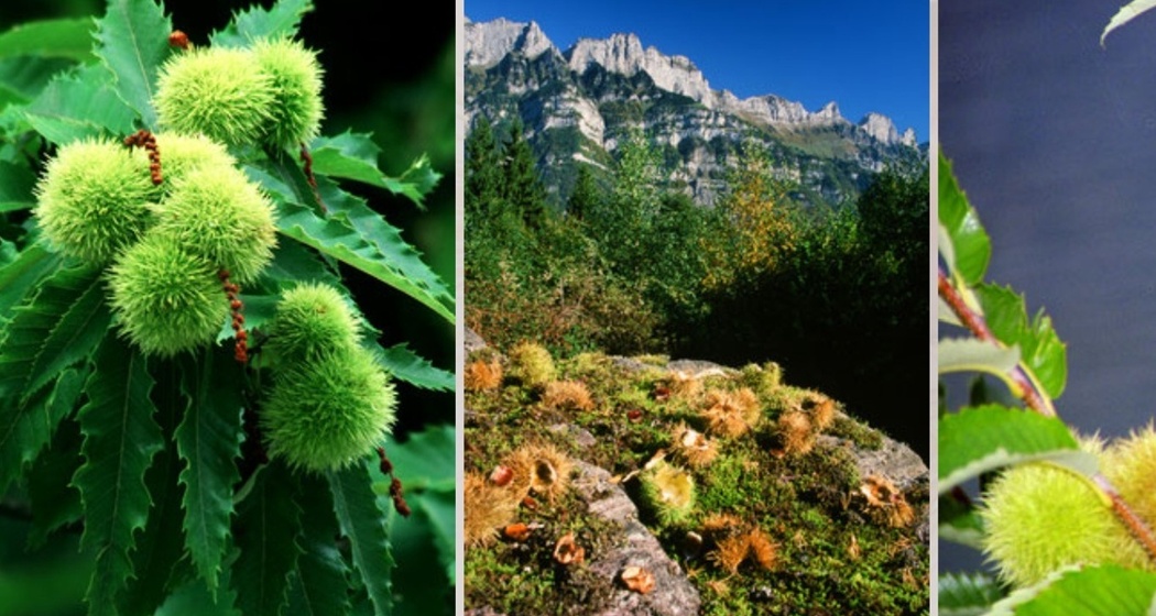Naturpfad Kastaniendorf (oua_618878665_image)