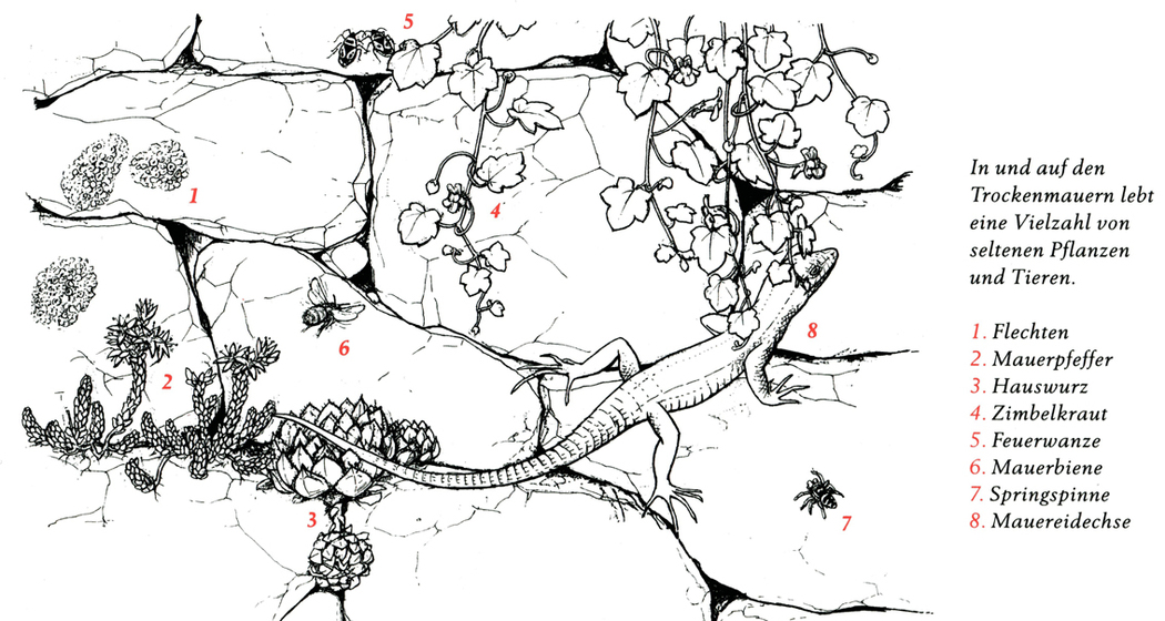 Trockenmauern tragen zur Artenvielfalt bei und bieten Lebensraum für verschiedenste Tiere und Pflanzen, wie der Schlingnatter oder dem Weissen Mauerpfeffer