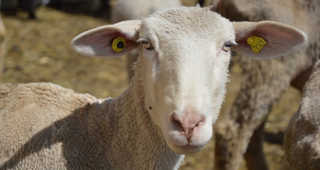 Hofladen - Stalla Lenz (oua_620278223_image)