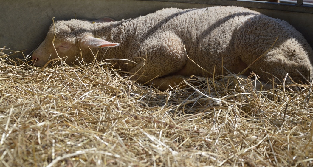 Hofladen - Stalla Lenz (oua_620278224_image)