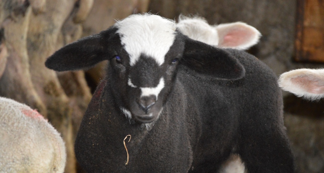 Hofladen - Stalla Lenz (oua_620278225_image)