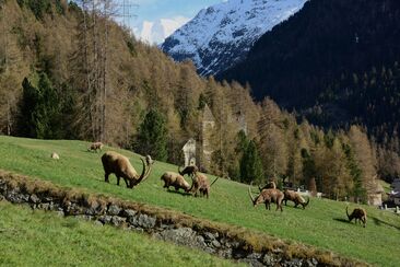 Paradiso degli stambecchi (oua_620279654_image)