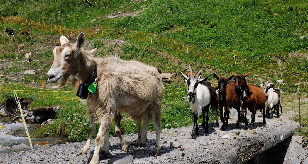 Alprestaurant Siez (oua_622367592_image)