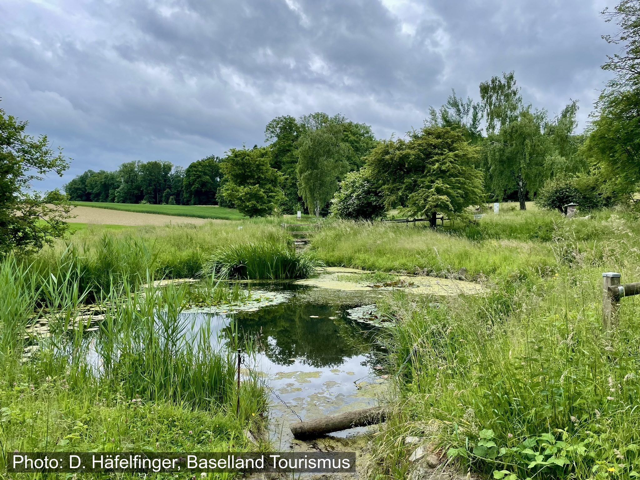 Stroller-friendly hike: To the paradise of frogs and dragonflies