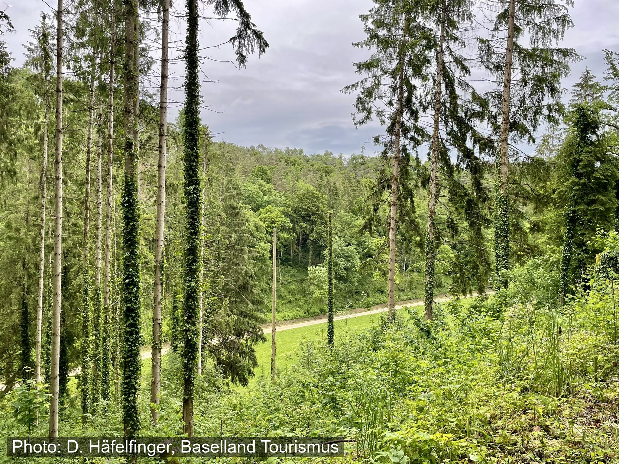 Stroller hike: Colorful birds and great games