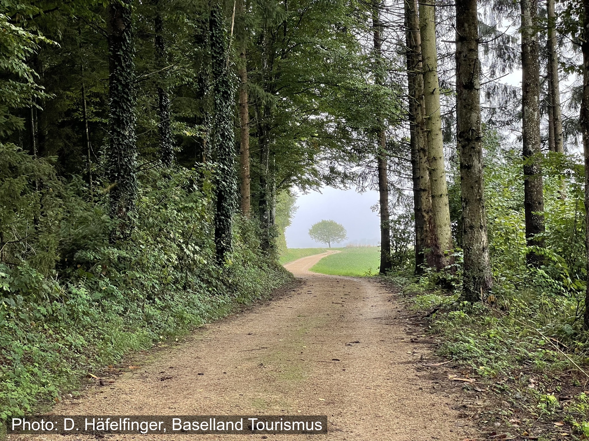 Stroller hike: On the forest adventure trail