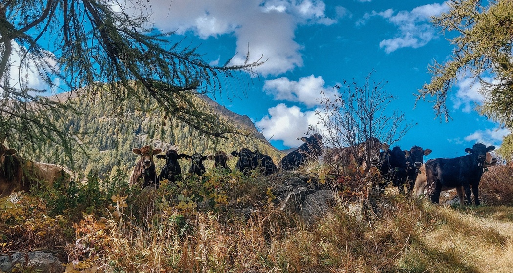 Biohof Quadrella (oua_624365693_image)