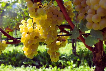 Rathauskeller Mels - Weinkellerei (oua_624668129_image)