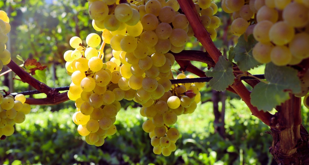 Rathauskeller Mels - Weinkellerei (oua_624668129_image)