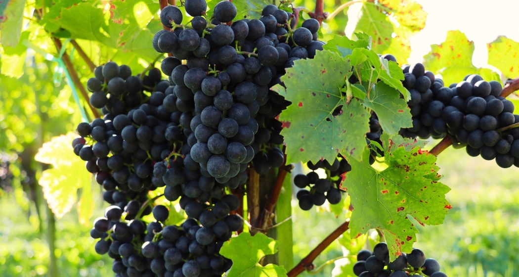 Rathauskeller Mels - Weinkellerei (oua_624668130_image)