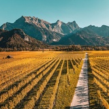 Bunte Weinreben der Bündner Herrschaft im Herbst