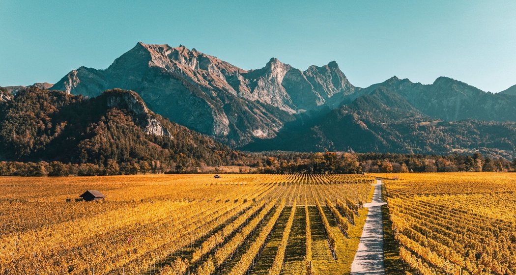 Bunte Weinreben der Bündner Herrschaft im Herbst