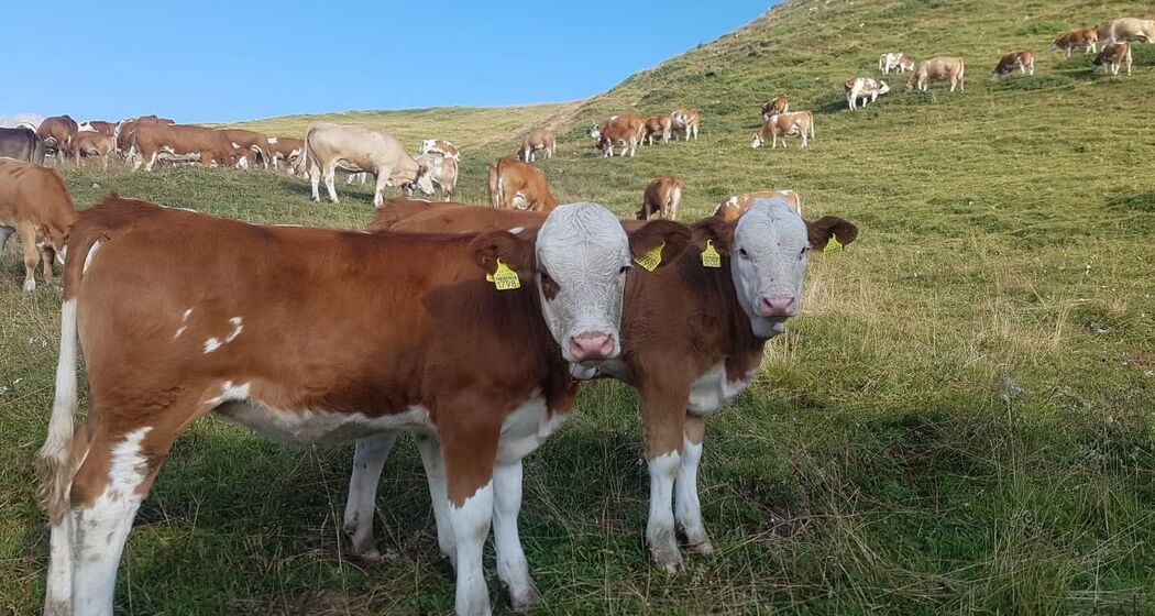 Muntatsch / Alp Muntatsch (oua_626487779_image)