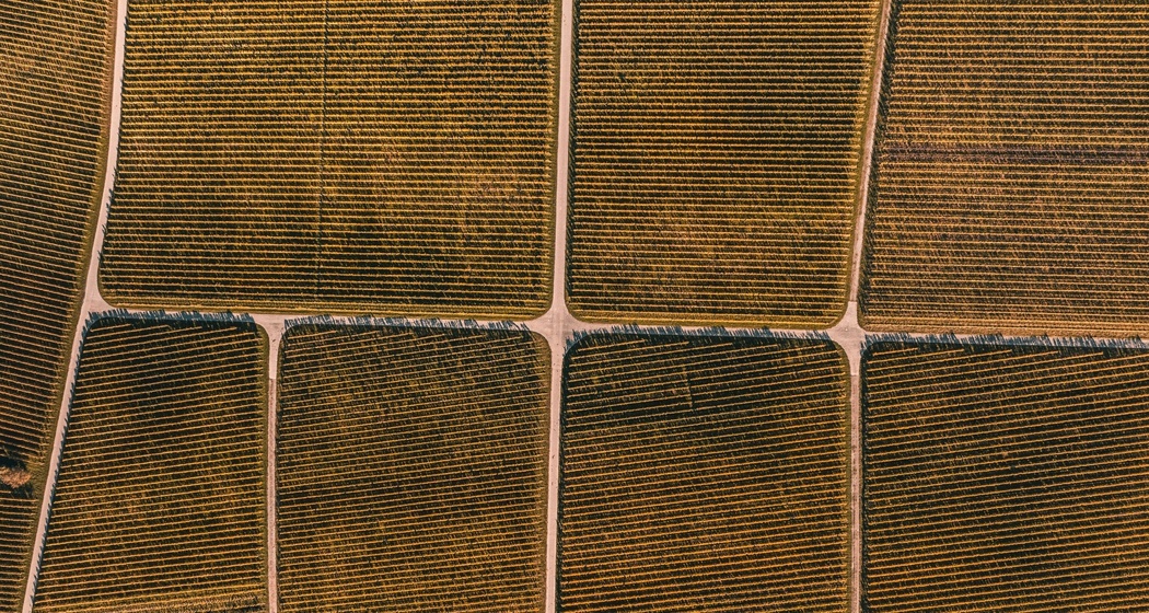 Rebberge der Bündner Herrschaft im Herbst