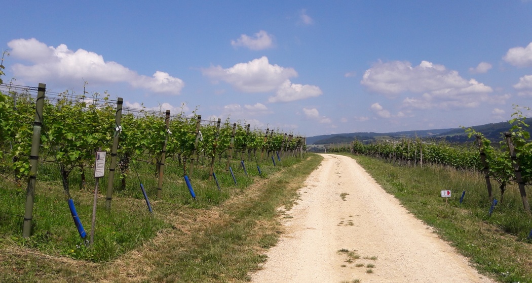 Weingut Schödler