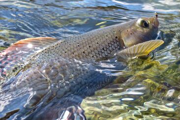 Dadoura Saint-Moritz (oua_627305065_image)