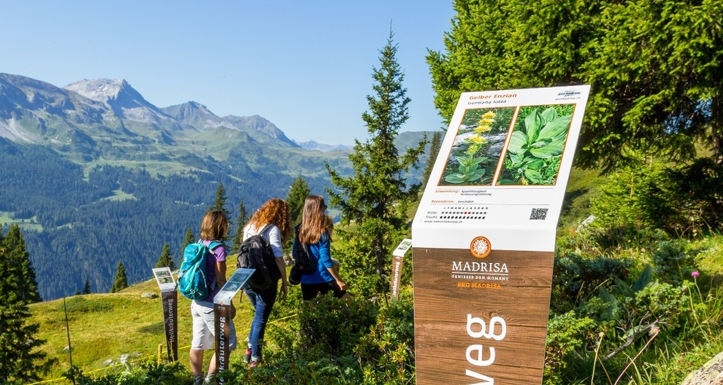 Heilkräuterweg Madrisa (oua_62944047_image)