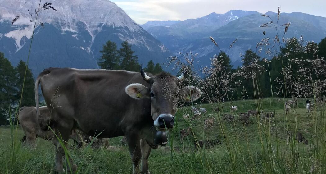 Alp Es-cha Dadour - Sommer (oua_629965203_image)