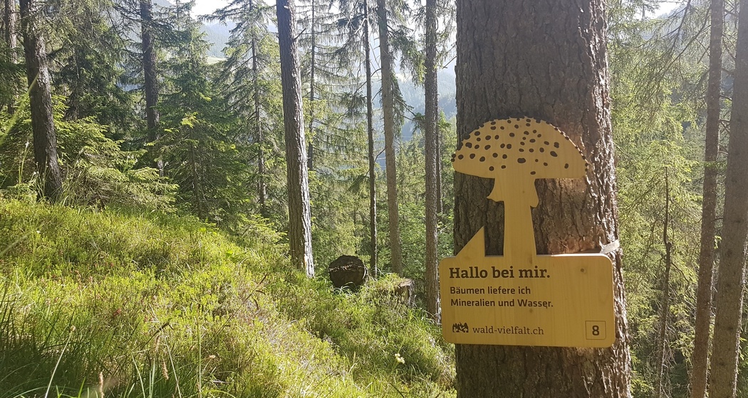 Wald-Vielfalt-Pfad (oua_63205304_image)