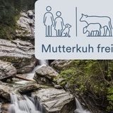 Nurseras Mutterkuh frei