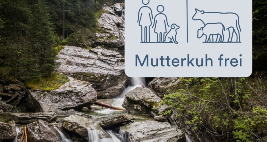 Nurseras Mutterkuh frei