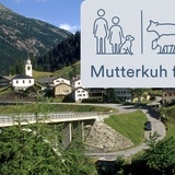 Inerrferrera Mutterkuh frei