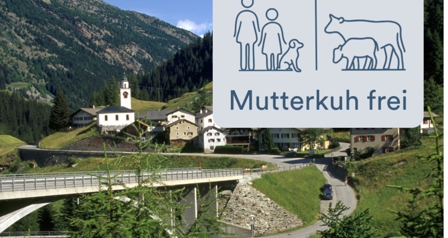 Inerrferrera Mutterkuh frei