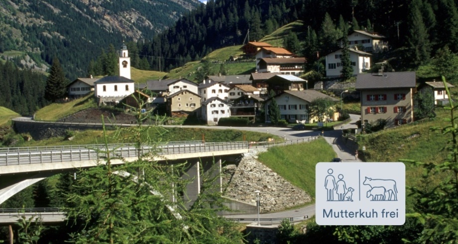 Innerferrera Mutterkuh frei