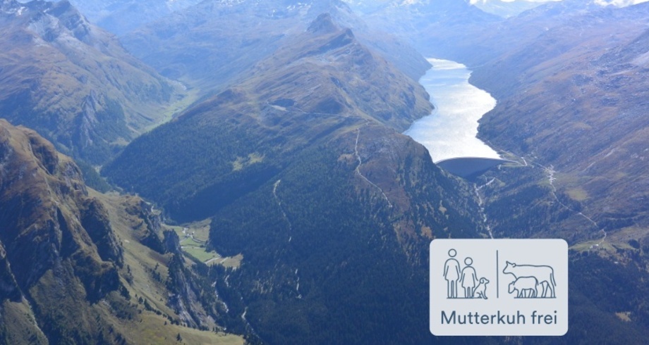 Lai Grand Mutterkuh frei