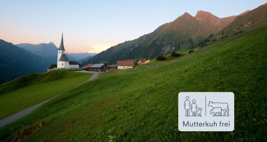 Mutterkuh frei Tenna Safien Platz