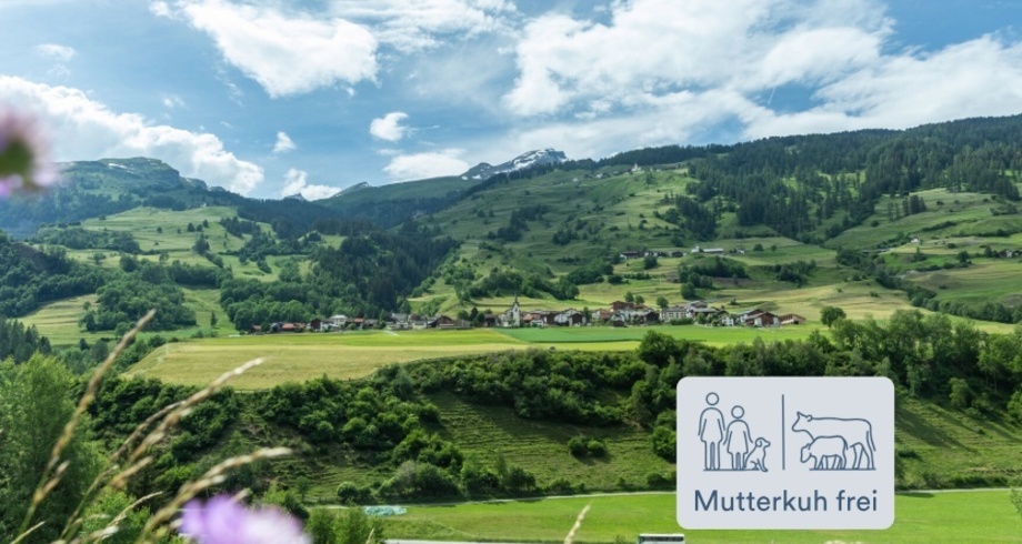 Das Dorf im Schams Mutterkuh frei