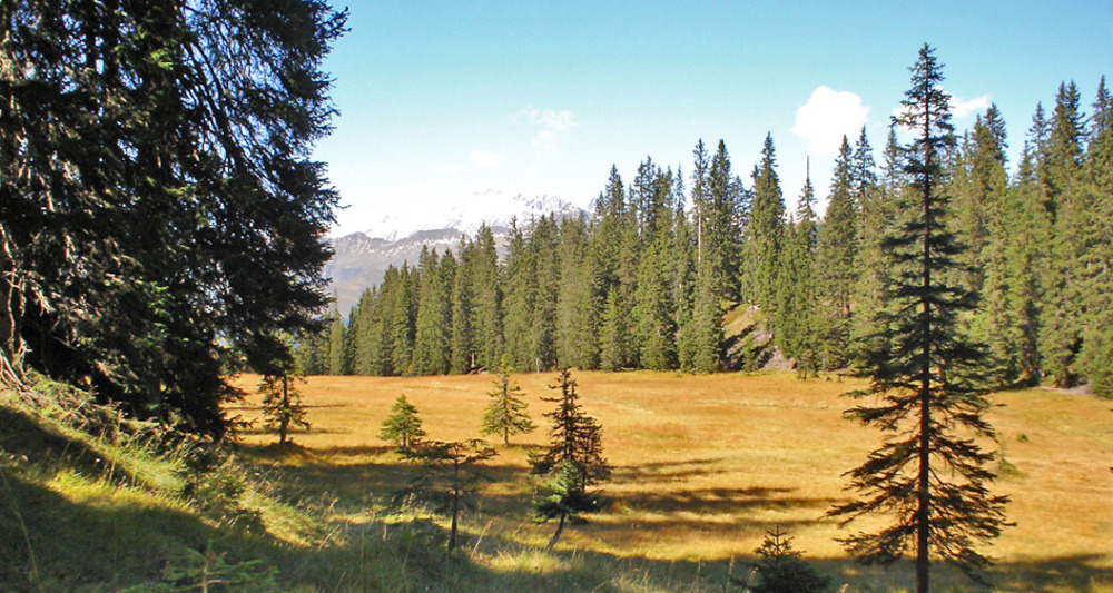 Hochmoorwanderung St. Antönien Grossried